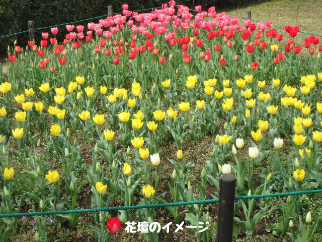 チューリップ