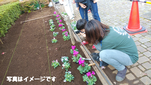 花苗植え